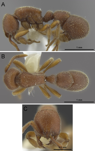布氏卷尾猛蚁Proceratium bruelheidei