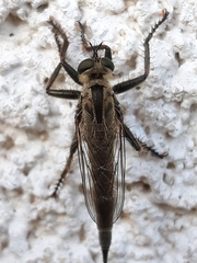 Machimus arthriticus