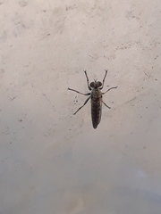 Stichopogon elegantulus