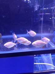 Piaractus brachypomus