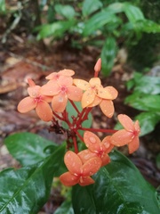 Ixora javanica