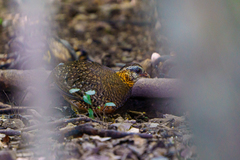 Tropicoperdix chloropus