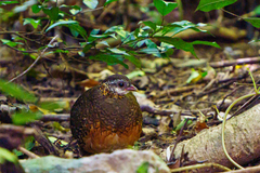 Tropicoperdix chloropus