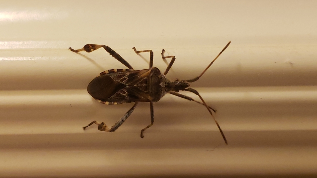 Western conifer seed bug (Leptoglossus occidentalis)
