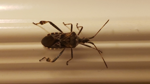 Western conifer seed bug