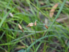 Fimbristylis tristachya