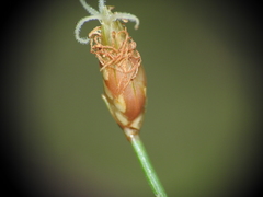 Fimbristylis tristachya