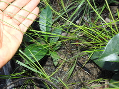 Fimbristylis tristachya