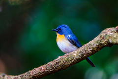 Cyornis sumatrensis