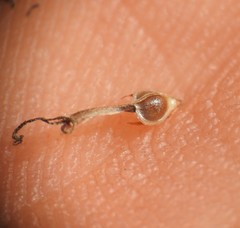 Fimbristylis tristachya