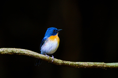 Cyornis sumatrensis