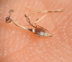 Fimbristylis tristachya