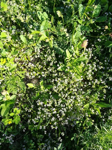Matovilac (Valerianella)