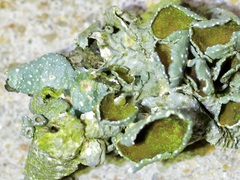 Punctelia graminicola