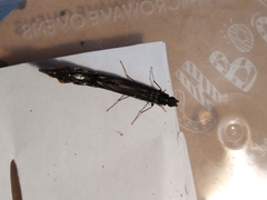 Atractocerus brasiliensis