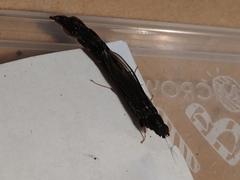 Atractocerus brasiliensis