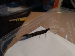 Atractocerus brasiliensis