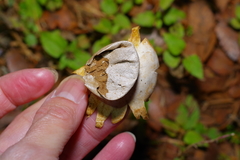 Myriostoma