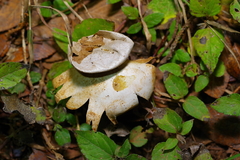 Myriostoma