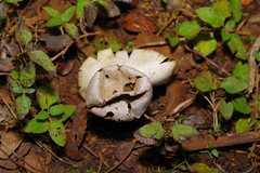 Myriostoma