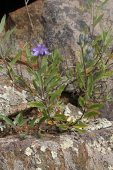 Caryopteris mongholica