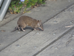 Isoodon obesulus obesulus