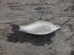 Osteochilus