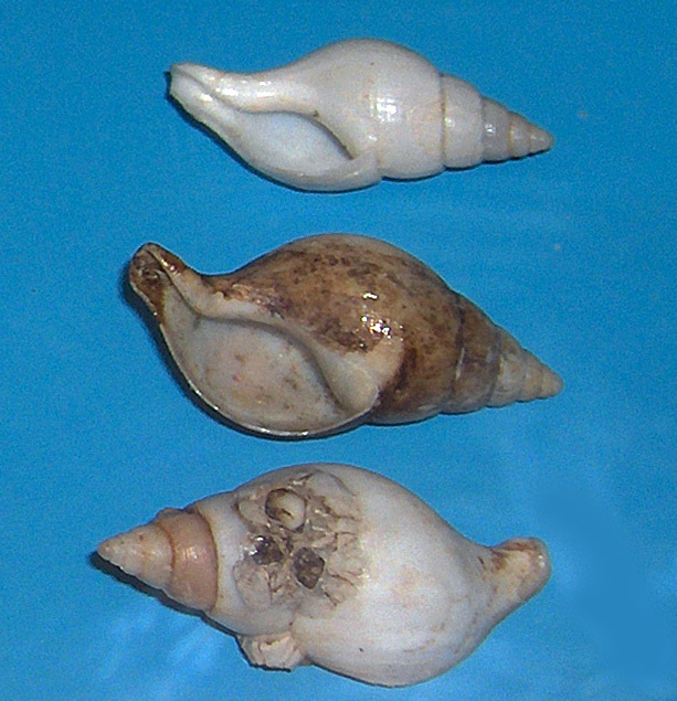 Jeffrey's colus