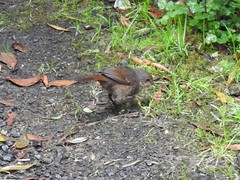 Pycnoptilus floccosus