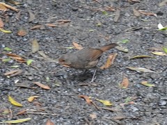 Pycnoptilus floccosus