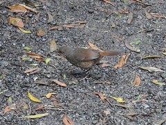 Pycnoptilus floccosus