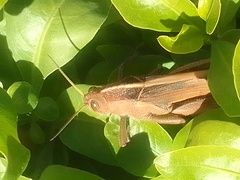 Acanthacris ruficornis