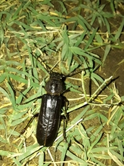 Dragomiris quadricornutus