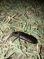 Dragomiris quadricornutus