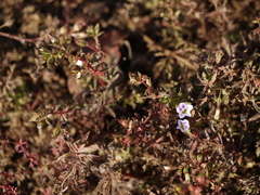 Limnophila indica