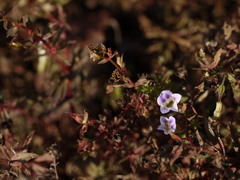 Limnophila indica