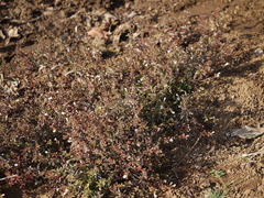 Limnophila indica