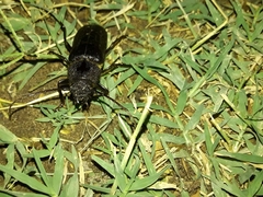 Dragomiris quadricornutus