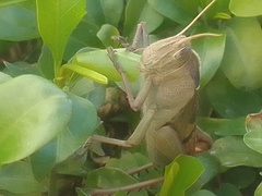 Acanthacris ruficornis