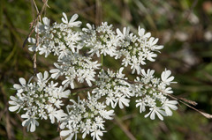 Heracleum austriacum