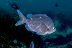 Chromis dispila