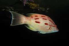 Bodianus unimaculatus