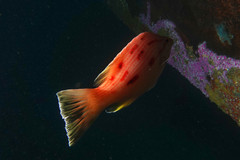 Bodianus unimaculatus