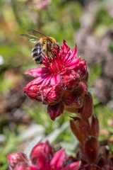 Andrena freygessneri