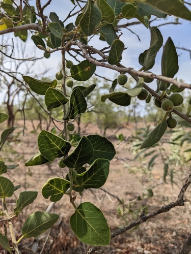 Ficus aculeata (Ficus aculeata)
