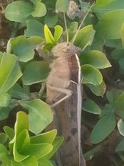 Acanthacris ruficornis