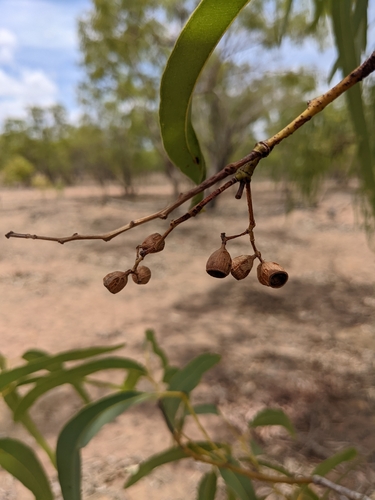 Image of Eucalyptus tectifica by (c) Michael Somerville, some rights reserved (CC BY-SA)
