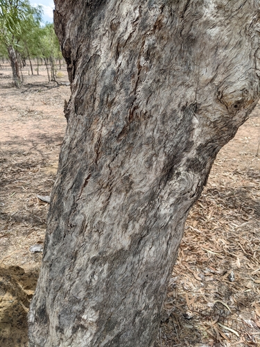 Image of Eucalyptus tectifica by (c) Michael Somerville, some rights reserved (CC BY-SA)