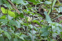 Belenois calypso calypso