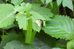 Belenois calypso calypso